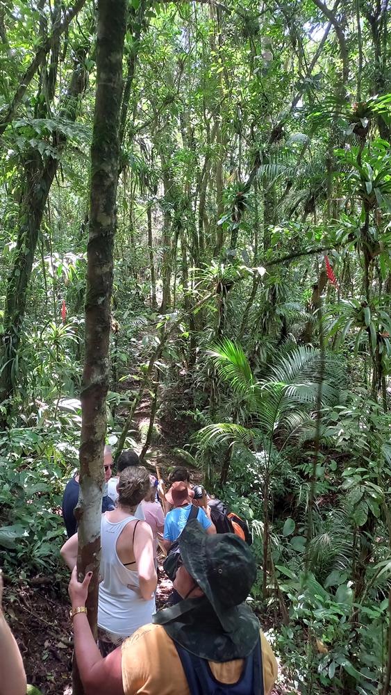 Vivência na Mata Atlântica Trilha Cabuçu - Santos SP