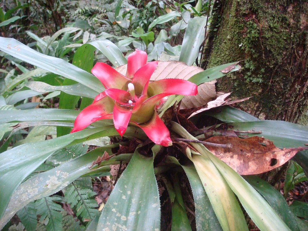 Trilha da Ruína - Santos SP