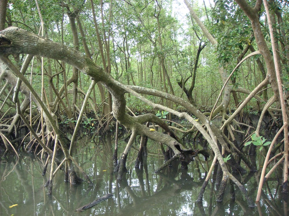 Canoagem Ecológica no Manguezal - Cubatão SP