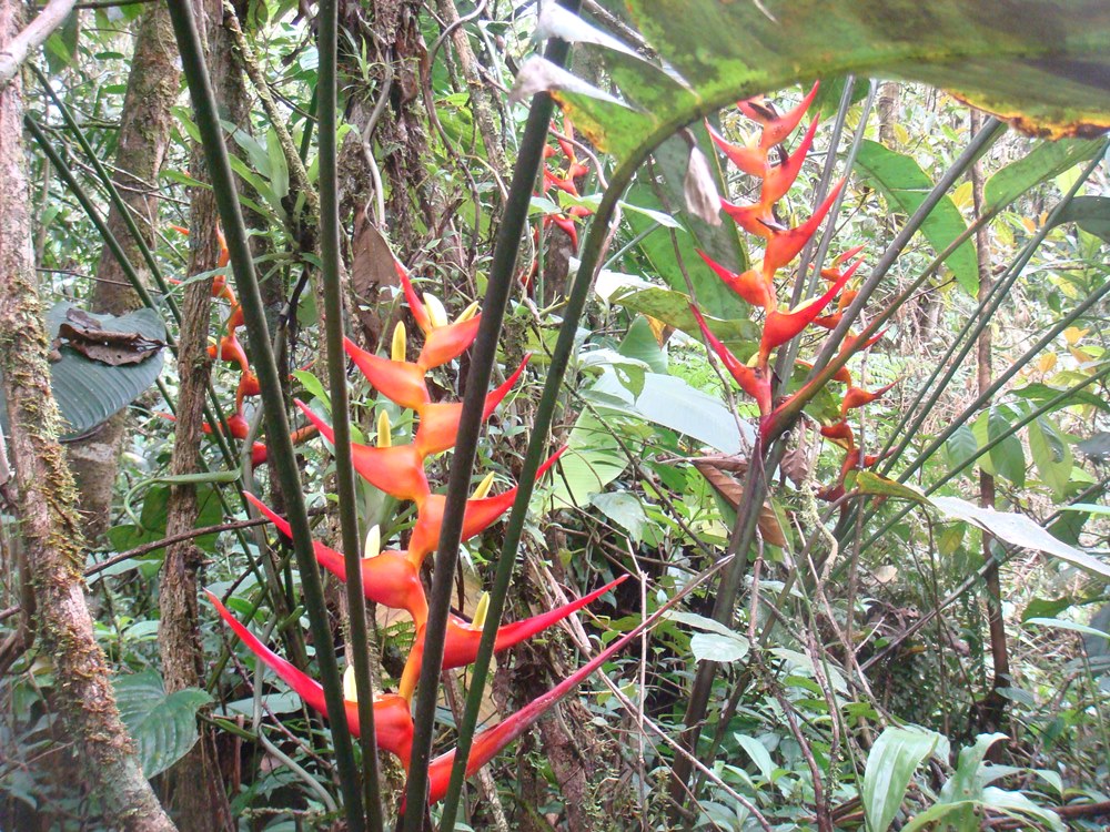 Trilha da Ruína - Santos SP